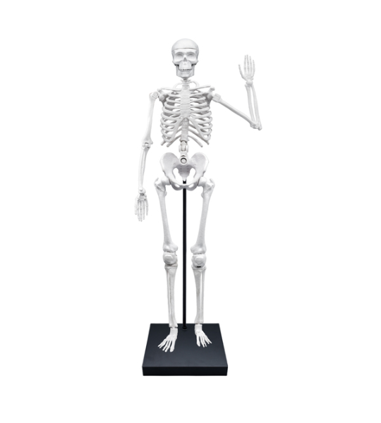 SQUELETTE 85 CM – BUKI