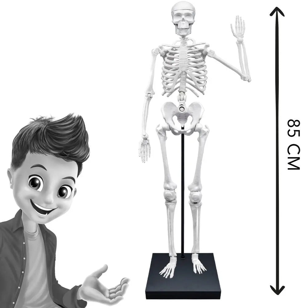 SQUELETTE 85 CM